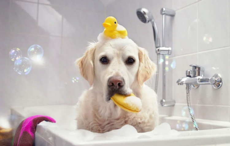 Dctr.Go Шампунь-бальзам для животных Sнampoo Therapy "Мультиуход" 1000 ml в Омске